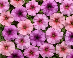Petunia Eyelash Mix Pellets
