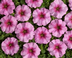 Petunia Eyelash Orchid Pellets
