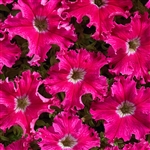 Petunia Aphrodite Rosy Pellets