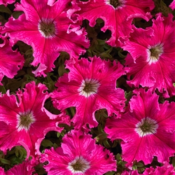 Petunia Aphrodite Rosy Pellets
