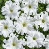 Petunia Aphrodite White Pellets