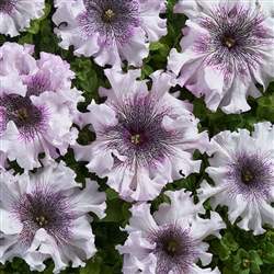 Petunia Supernova Alba Pellets