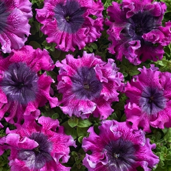 Petunia Supernova Dk Purple Pellets