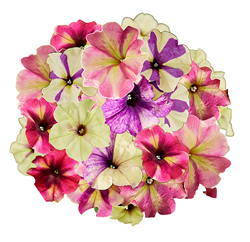 Petunia Shake Mix Pellets