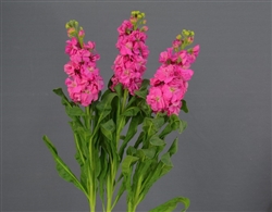 Stocks Double Up Rose Pink Pellets