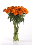 Marigold Xochi Orange Coated