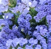 Statice QIS Pale Blue