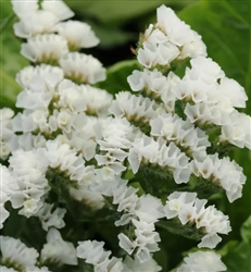 Statice QIS White