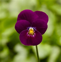 Viola Deltini Violet