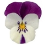 Viola Deltini White Jump Up