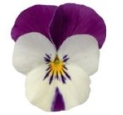 Viola Deltini White Jump Up