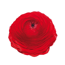 Ranunculus Elegance Red