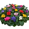 Primula Rosebud F1 Mix