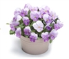 Viola Infinity Pink Beacon