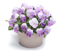 Viola Infinity Pink Beacon