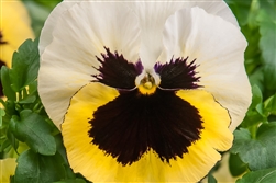 Pansy Dynamic Primrose Shades Blotched