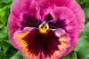 Pansy XtradaPlus Pink Shades Blotch