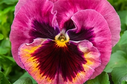 Pansy XtradaPlus Pink Shades Blotch