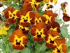 Viola Caramella Red Fire