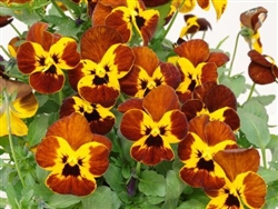 Viola Caramella Red Fire