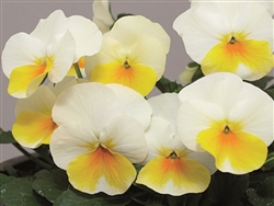 Viola Caramella White Golden