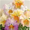 Pansy Flamenco Azure Limonette