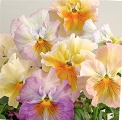Pansy Flamenco Azure Limonette