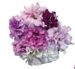 Petunia Allegra Mix Pellets