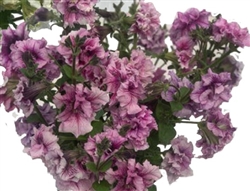 Petunia Allegra Orchid Vein Pellets