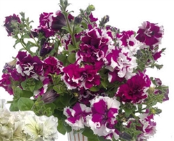 Petunia Allegra Picotee Velvet Pellets
