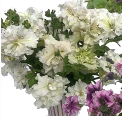 Petunia Allegra White Pellets