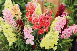 Antirrhinum DoubleShot Mix