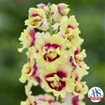 Antirrhinum DoubleShot Yellow Red Heart