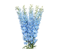 Delphinium Cress Light Blue