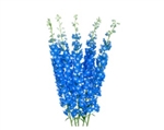 Delphinium Lamar Blue