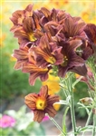 Salpiglossis Cafe au Lait Pellets