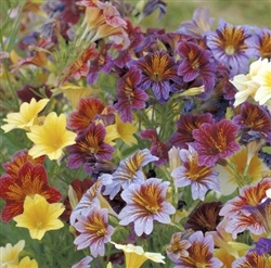 Salpiglossis Superbissima Mix