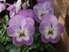 Viola Infinity Lavender Face