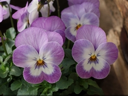 Viola Infinity Lavender Face