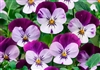 Viola Infinity Lilac Purple Wing
