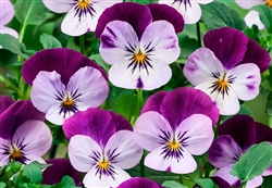 Viola Infinity Lilac Purple Wing