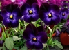 Viola Infinity Neon Eye