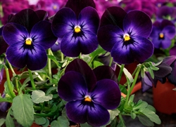 Viola Infinity Neon Eye