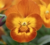 Viola Infinity Terracotta