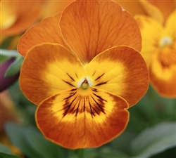 Viola Infinity Terracotta