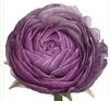 Ranunculus Highline Purple Jean