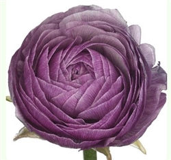 Ranunculus Highline Purple Jean