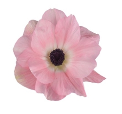 Anemone Marianne Plus Lt Pink