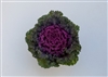 Kale Bright & Early Red