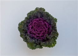 Kale Bright & Early Red